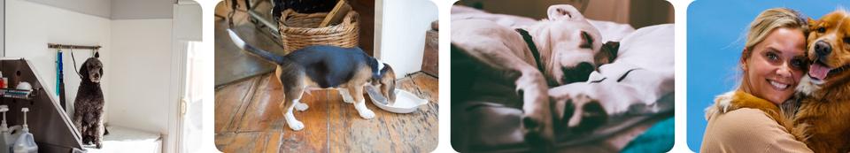 Pet Care template — Photo gallery section
